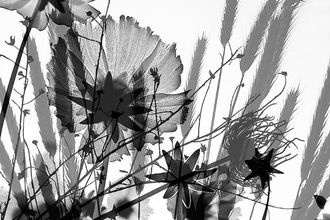 photography by Robin Fader
