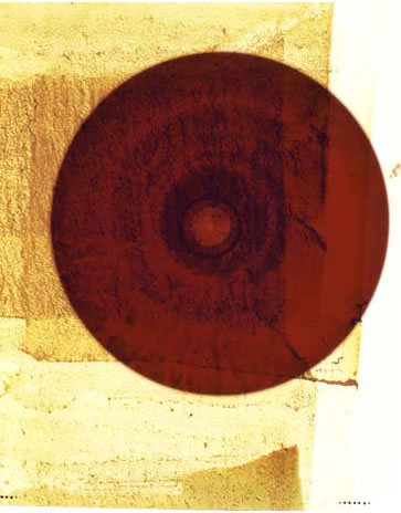 photography by Millie Falcaro