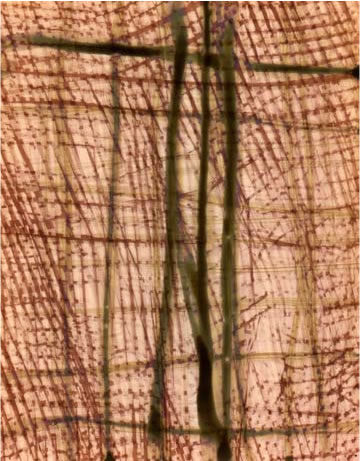 photography by Millie Falcaro