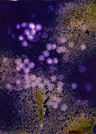 photography by Millie Falcaro