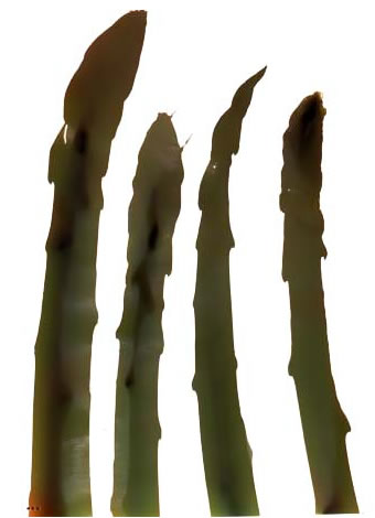 photography by Millie Falcaro