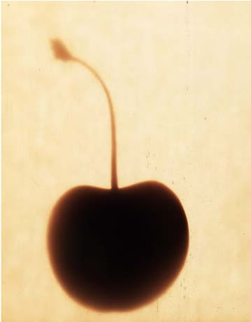 photography by Millie Falcaro