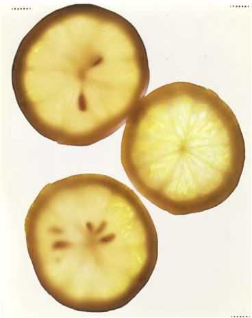 photography by Millie Falcaro