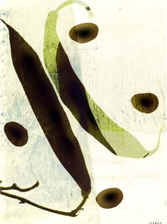 photography by Millie Falcaro