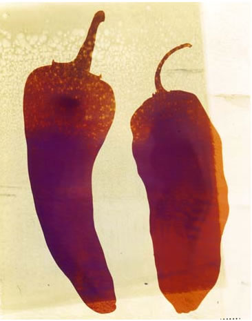 photography by Millie Falcaro