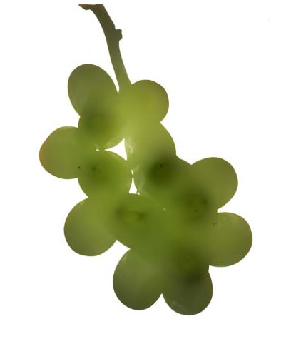 photography by Millie Falcaro