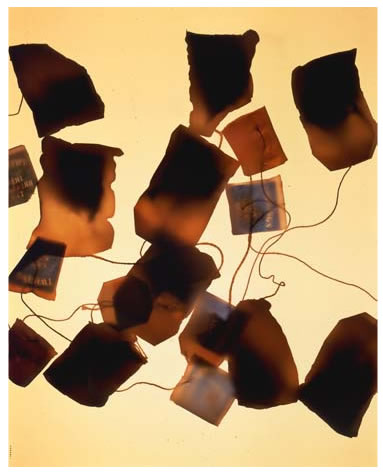 photography by Millie Falcaro