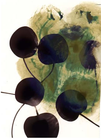 photography by Millie Falcaro