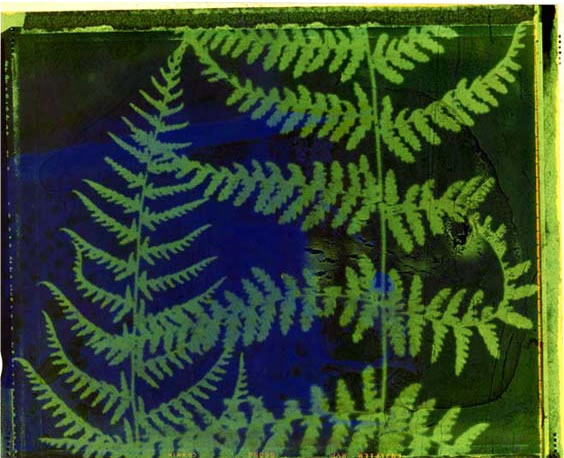 photography by Millie Falcaro