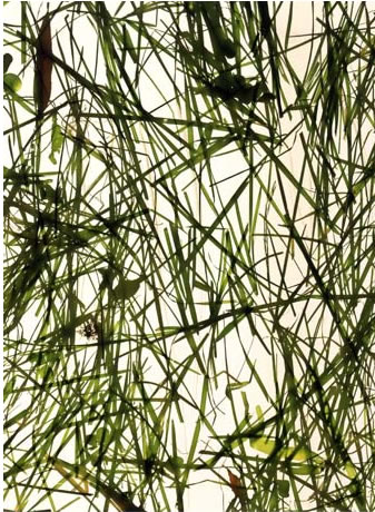 photography by Millie Falcaro