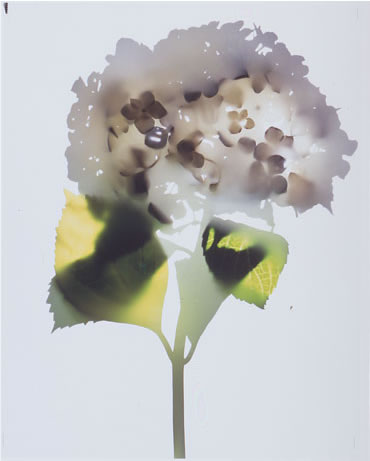 photography by Millie Falcaro