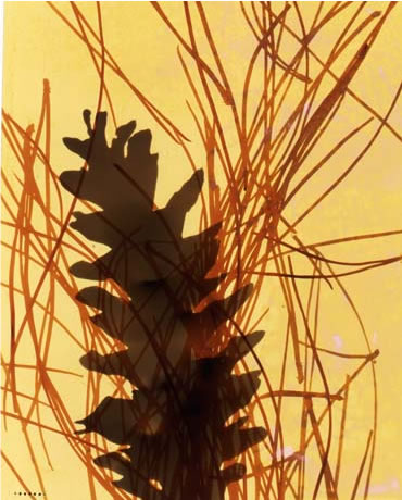 photography by Millie Falcaro