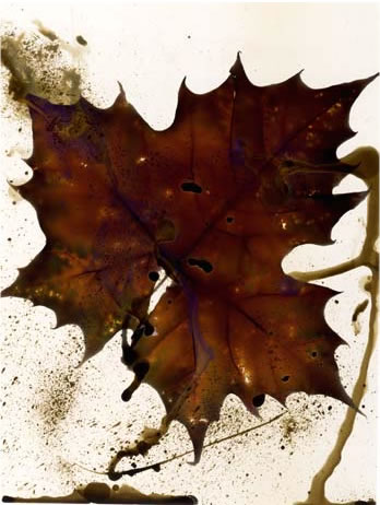 photography by Millie Falcaro