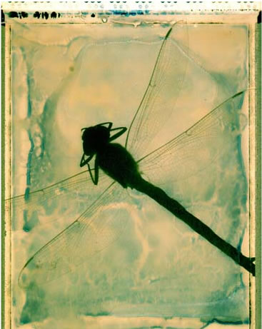 photography by Millie Falcaro