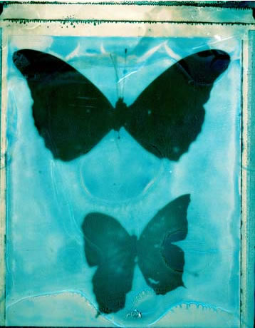 photography by Millie Falcaro