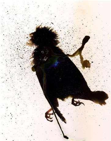 photography by Millie Falcaro