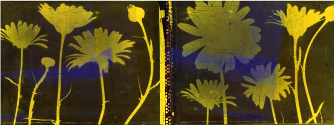 photography by Millie Falcaro