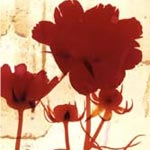 Vertical Diptychs