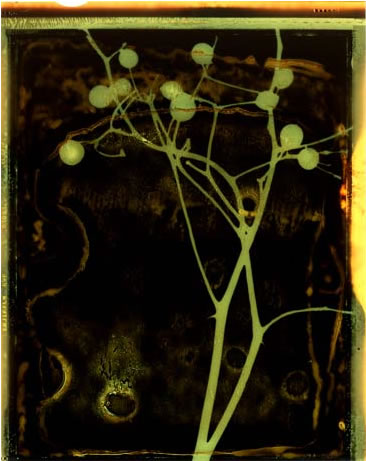 photography by Millie Falcaro