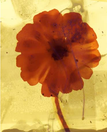 photography by Millie Falcaro