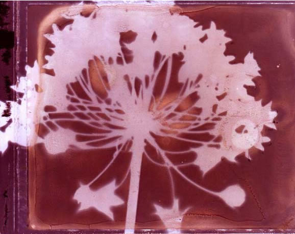 photography by Millie Falcaro