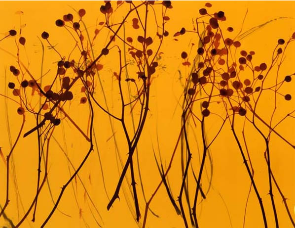 photography by Millie Falcaro