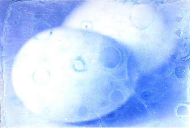 photography by Millie Falcaro