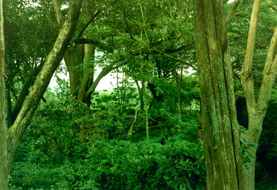 photography by Carol Fonde