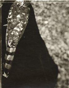 photography by Alice Garik