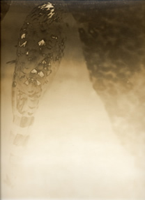 photography by Alice Garik