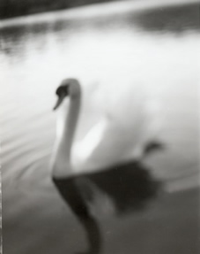 photography by Alice Garik