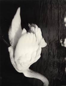 photography by Alice Garik