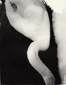 photography by Alice Garik