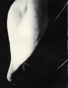 photography by Alice Garik