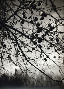 photography by Alice Garik