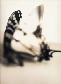 photography by Alice Garik