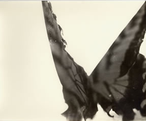 photography by Alice Garik