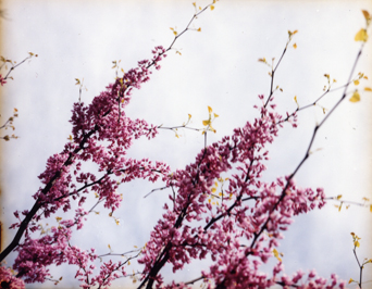 photography by Alice Garik