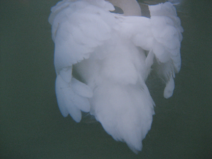 photography by Alice Garik