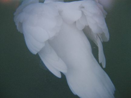 photography by Alice Garik