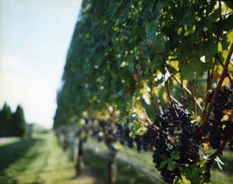 photography by Alice Garik