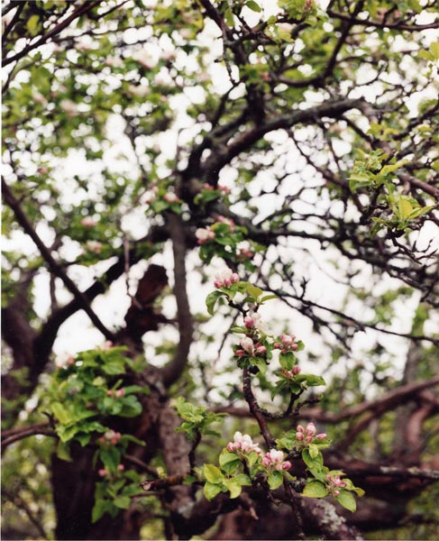 photography by Alice Garik