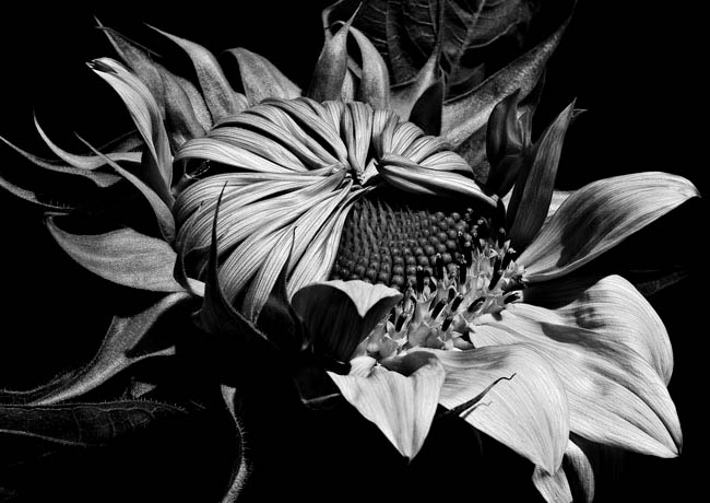 photography by Barry Guthertz