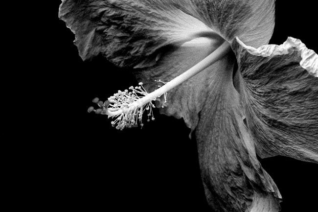 photography by Barry Guthertz