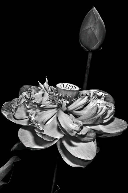 photography by Barry Guthertz