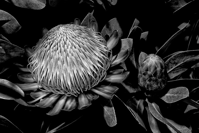 photography by Barry Guthertz