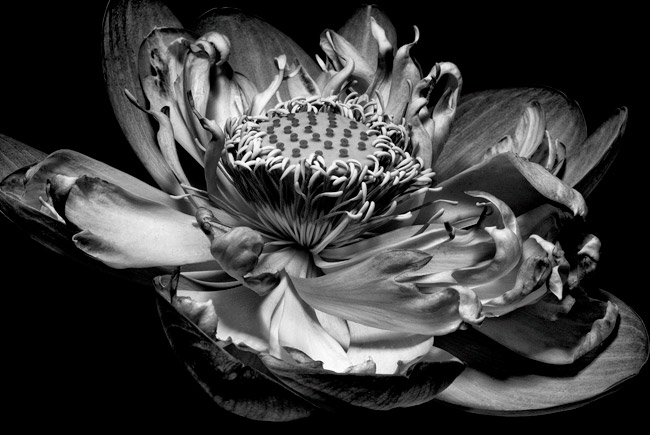 photography by Barry Guthertz