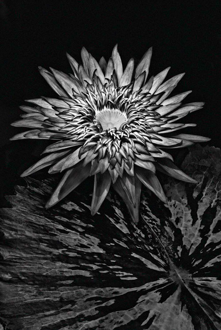 photography by Barry Guthertz