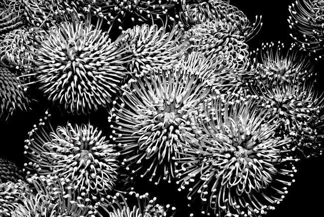 photography by Barry Guthertz