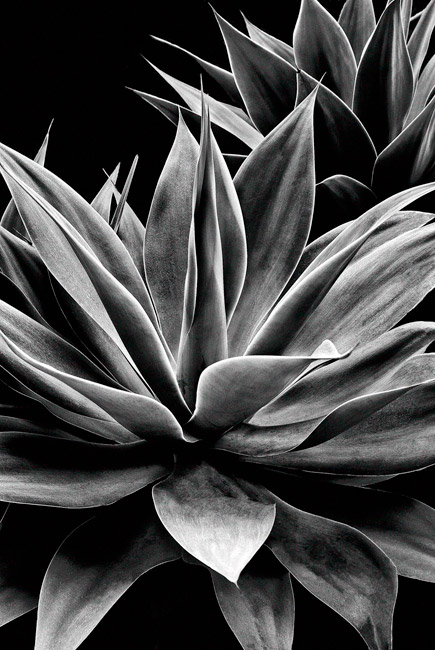 photography by Barry Guthertz